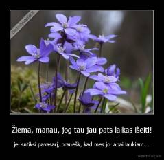 Žiema, manau, jog tau jau pats laikas išeiti! - jei sutiksi pavasarį, pranešk, kad mes jo labai laukiam...