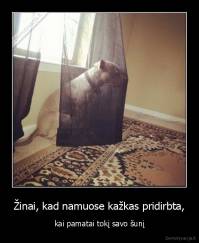 Žinai, kad namuose kažkas pridirbta, - kai pamatai tokį savo šunį