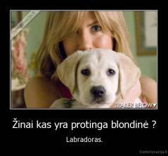 Žinai kas yra protinga blondinė ? - Labradoras.