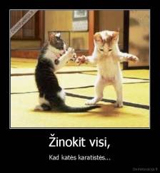 Žinokit visi, - Kad katės karatistės...
