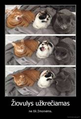 Žiovulys užkrečiamas - ne tik žmonėms.