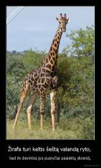 Žirafa turi keltis šeštą valandą ryto,  - kad iki devintos jos pusryčiai pasiektų skrandį.