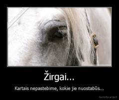 Žirgai... - Kartais nepastebime, kokie jie nuostabūs...