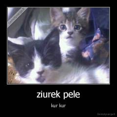 ziurek pele - kur kur