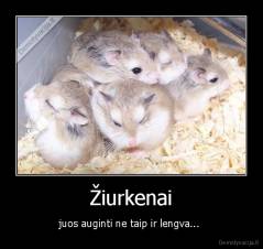 Žiurkenai - juos auginti ne taip ir lengva... 