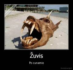 Žuvis - Po cunamio