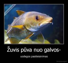 Žuvis pūva nuo galvos- - uodegos pasiteisinimas