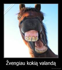 Žvengiau kokią valandą - 