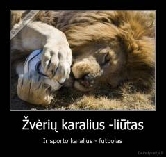 Žvėrių karalius -liūtas - Ir sporto karalius - futbolas